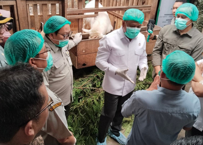 Wamentan Dorong Hilirisasi Susu Kambing, Pendapatan Peternak Magelang Naik 500 Persen