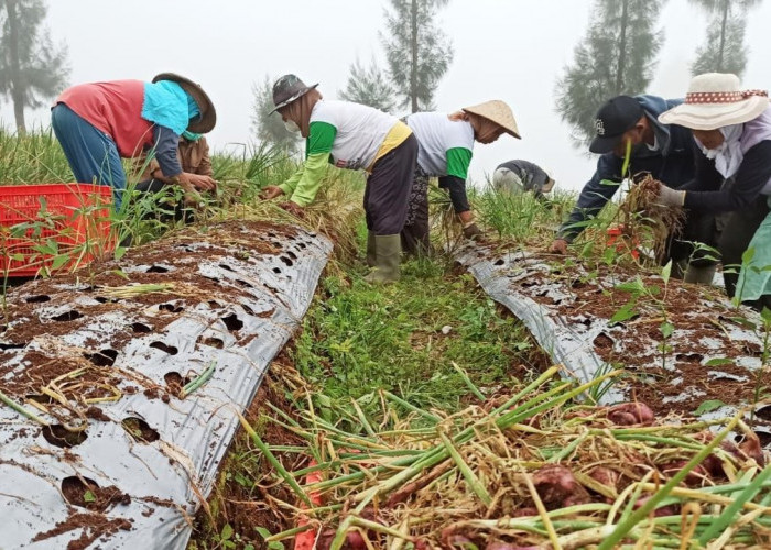 Harga Bawang Merah Temanggung Melonjak, Petani Belum Panen