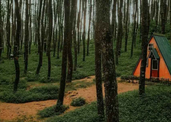 5 Hutan Pinus di Lereng Gunung Merbabu Area Pakis Magelang, dari Wisata Hits sampai Hidden Gem Ada Disini!