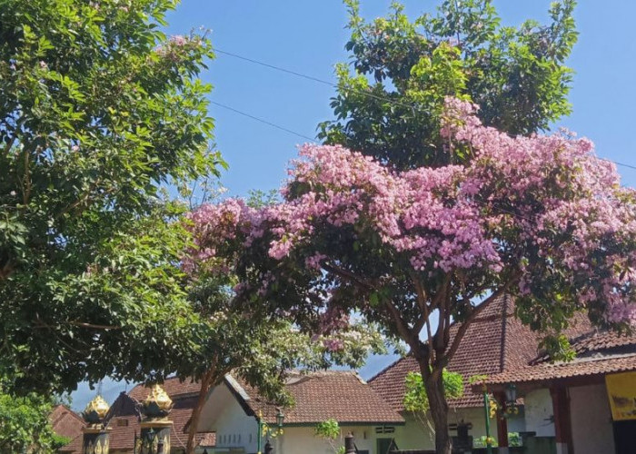Istimewanya Magelang dari Kota Sejuta Bunga Hingga Julukan Sakuranya Jawa Tengah