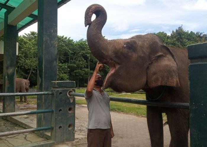 Sudah Dipindahkan, Yuk Nostalgia Alasan ada Wisata Gajah di Candi Borobudur
