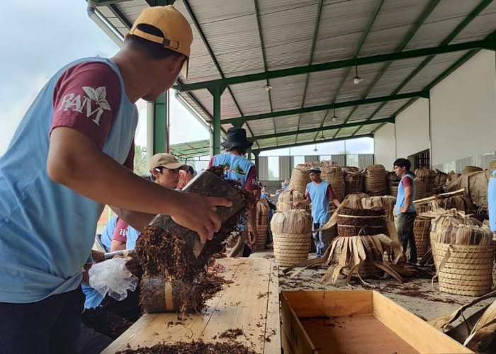 Keputusan Menkeu Tak Naikkan Cukai 2026, Petani Tembakau Temanggung Dapat Angin Segar 