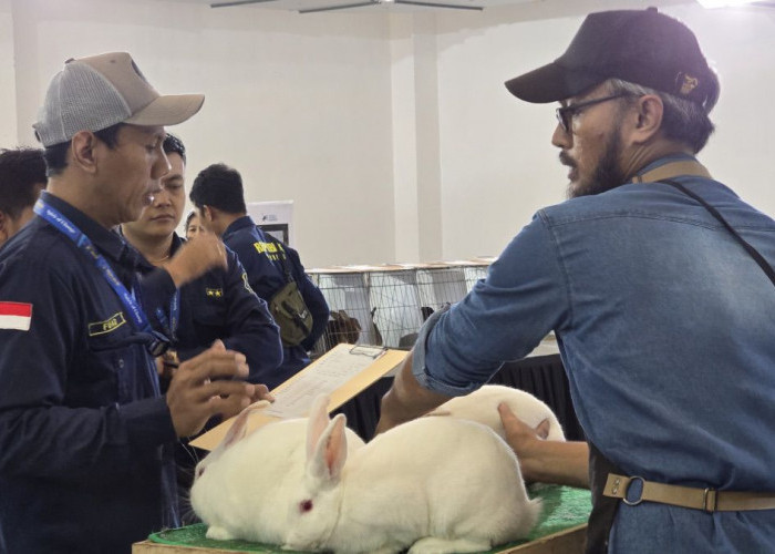 Kontes Kelinci Hias di Mall Artos Magelang Sedot Animo Anak-anak dan Pengunjung