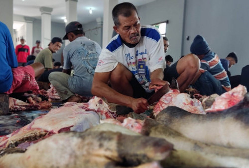 2 Ekor Sapi Kurban Terdeteksi Penyakit Cacing Hati