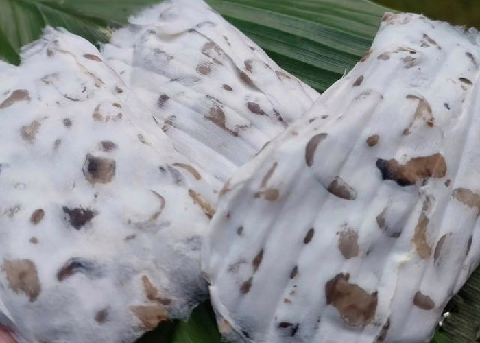 ILUSTRASI. Tempe Benguk kuliner unik di Desa Giritengah, Kecamatan Borobudur