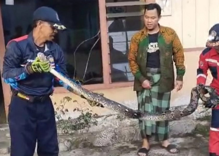 Rumah Dekat Kebun di Wonosobo Disusupi Ular Sanca 4 Meter, Damkar Turun Tangan