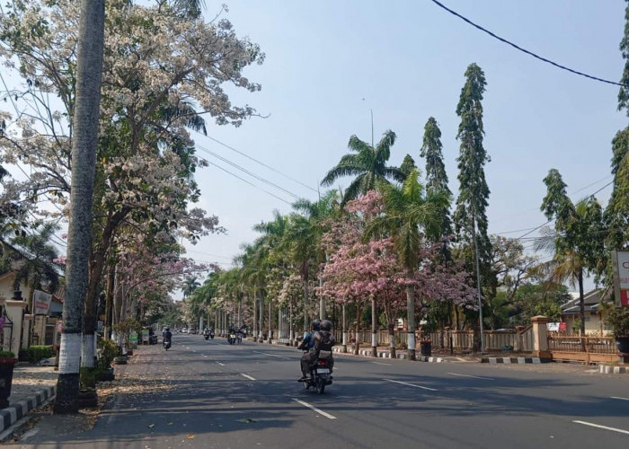 Makin Megah, Tabebuya Hiasi Jalur Menuju Borobudur di Mungkid Magelang Layaknya Sakura Jepang