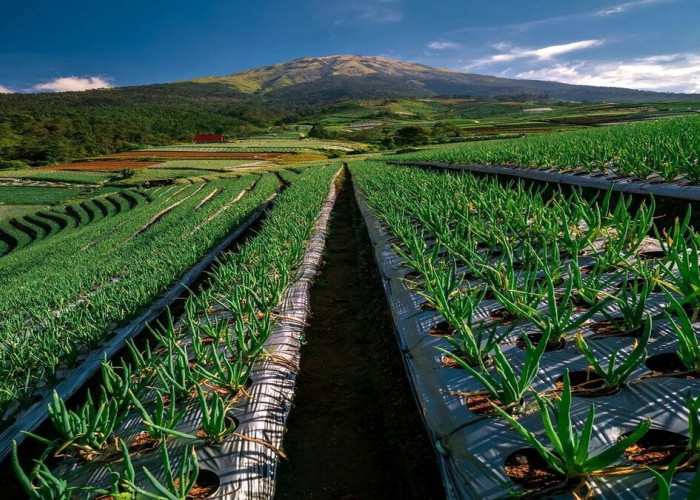 Sitegong Sukomakmur Magelang: Menawarkan Pemandangan Sawah Terasering yang Tersusun Sangat Rapi