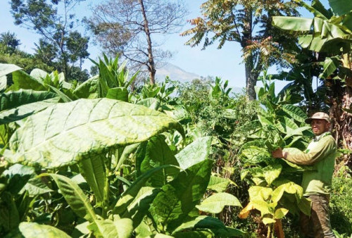 Petani Tembakau di Temanggung Butuh Perhatian, Berharap Harga Membaik