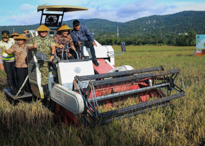 Panen Padi Jawa Tengah Mulai Digelar, Target Capai 3,35 Juta Ton Tiga Bulan