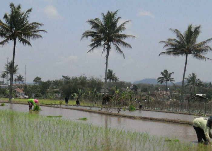 Temanggung Target Jadi Lumbung Pangan 2026, Inpari 32 Jadi Andalan Musim Tanam Pertama