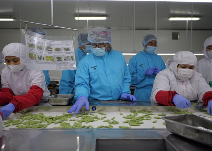 Bupati Temanggung Dorong Petani Kembangkan Edamame dan Buncis, Peluang Ekspor Menggiurkan