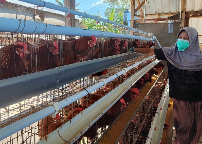 Harga Telur Ayam di Temanggung Anjlok hingga Rp17 Ribu/Kg, Peternak Minta Pemerintah Segera Bertindak