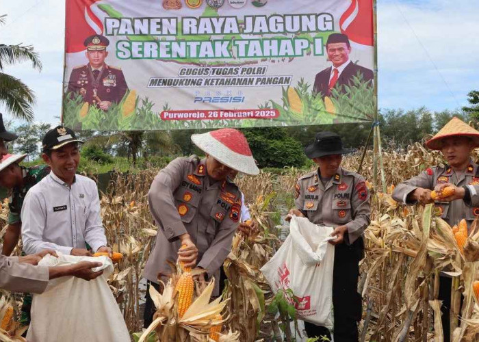 Polres Purworejo Panen Raya 72 Ton Jagung! Dukung Ketahanan Pangan Nasional 2025