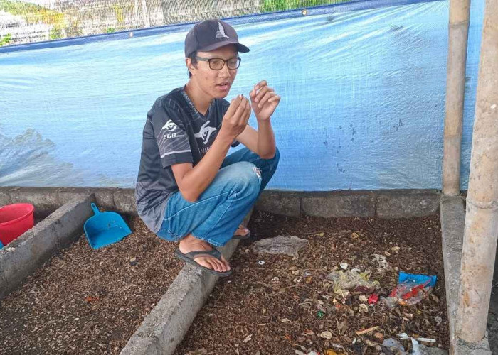 Berawal dari Tumpukan Sampah Dua Pemuda di Kota Magelang Sukses Budidaya Maggot