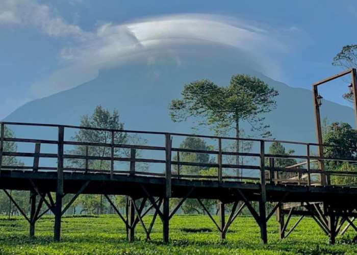 Punya Pesona Sangat Indah,  Kebun Teh Tambi Yang Berada di Ketinggian 1500 mdpl Jadi Rekomendasi Wisata Untuk 