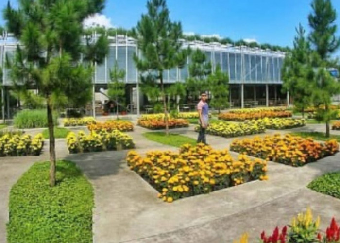 hamparan buna indah di rumah atsiri tawangmangu