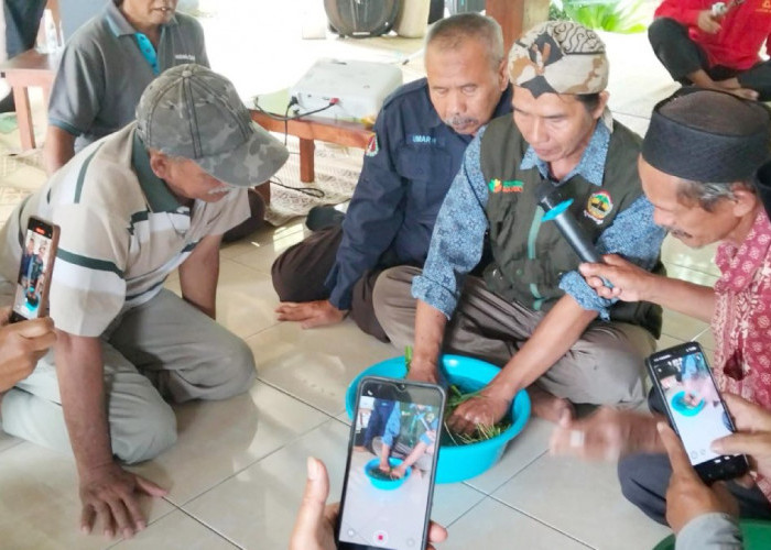 Tinggalkan Pupuk Kimia, Petani di Magelang Beralih Gunakan Biosaka dari Rumput Liar