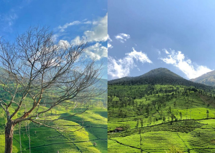 Gunung Cilik Wonosobo Memancarkan Pesona Alam Panorama Gunung Kembang dan Gunung Sindoro yang Menakjubkan