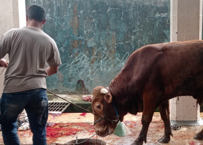 Antisipasi Antraks, Pemkab Wonosobo Larang Distribusi Daging Sapi dari Daerah Rawan