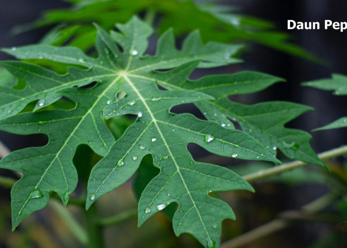 Daun Pepaya