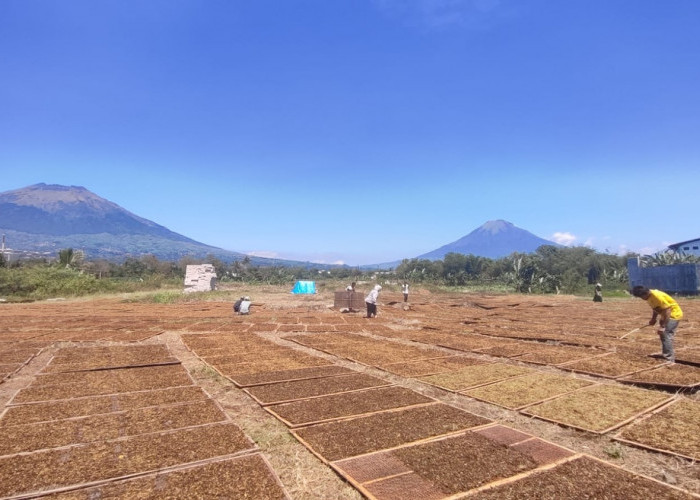 Gudang Garam Stop Beli Tembakau Temanggung, Ekonomi Petani Terpukul