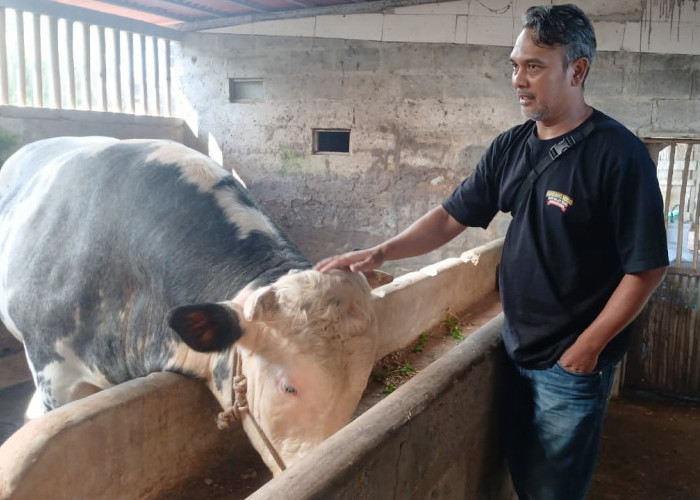 Sapi 1 Ton Asal Wonosobo Terpilih Jadi Kurban Presiden Prabowo