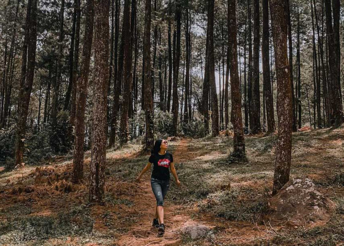 Udara Sejuk di Pinea Forest Mangli