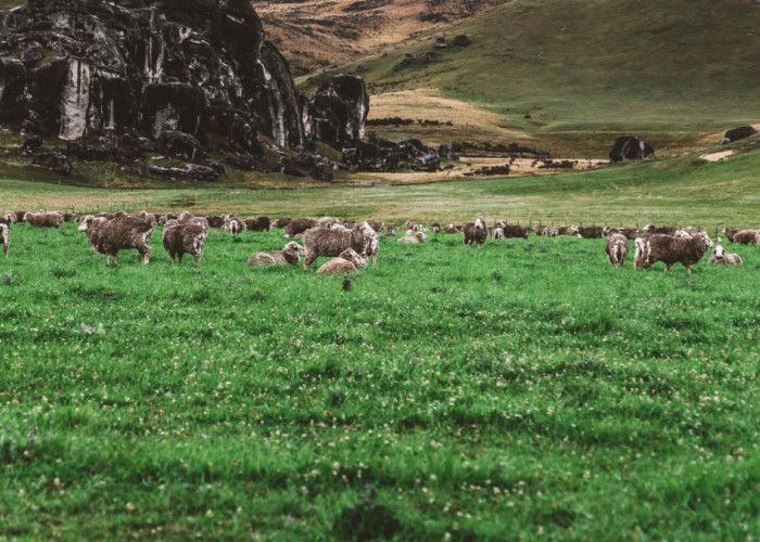 Tak Perlu ke New Zealand, Cukup di Magelang Saja Ada Padang Rumput Hijau yang Memesona
