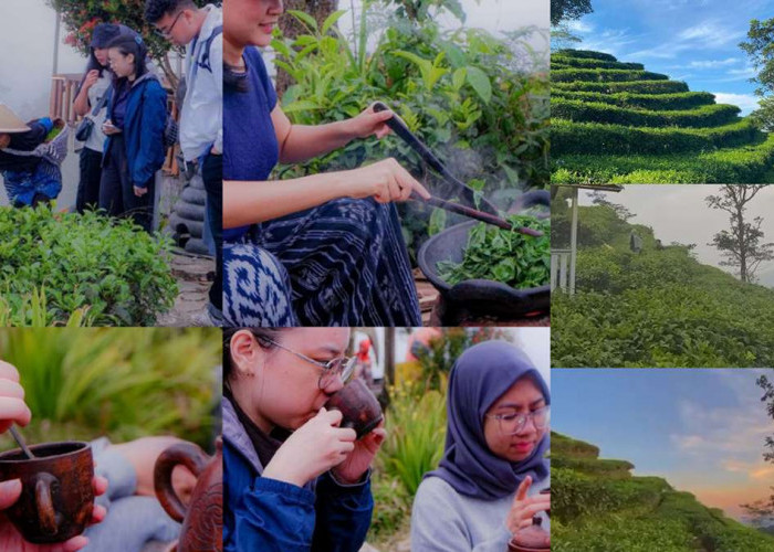  Menjelajahi Keindahan Alam di Kebun Teh Nglinggo, Satu-satunya Kebun Teh di Yogyakarta