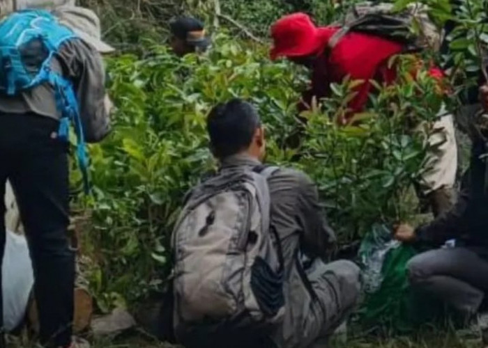Pemkab Temanggung Hijaukan Lereng Sindoro, Sumbing, dan Prau, Ribuan Bibit Dibagikan Gratis Tiap Tahun