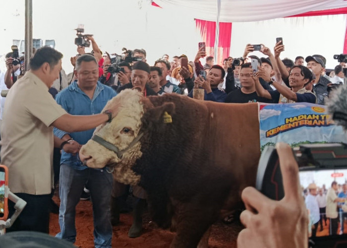Kontes Sapi APPSI Wonosobo Dihadiri Wamentan, Jadi Pemicu Ekonomi Peternak