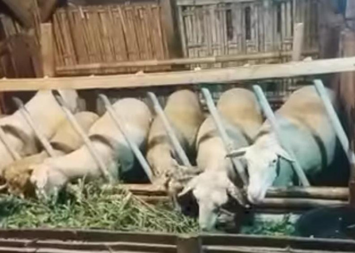 Banyak Sapi dan Domba di Wonosobo Terkena Indigesti 