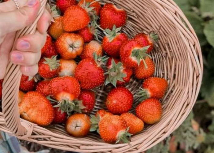 4 Rekomendasi Kebun Strawberry di Magelang, Berwisata Alam Sambil Menikmati Buah Strawberry yang Lezat!