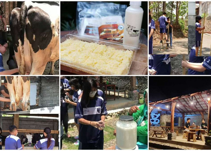 WOW!Liburan Seru & Edukatif di Peternakan Sapi Perah Paras Milk Boyolali Wisatawan Bisa Ikut Memerah Susu Sapi