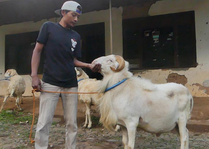 Peluang Usaha Ternak Domba Ras Temanggung, Modal Kecil Cuan Mengalir