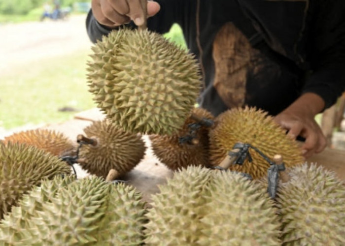 Cek Efek Samping Makan Durian Berlebihan, Nomor 3 Paling Berbahaya!