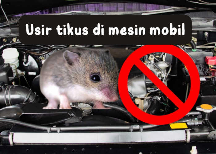 10 Cara Mengusir Tikus dari Kap Mesin Mobil dengan Bumbu Dapur