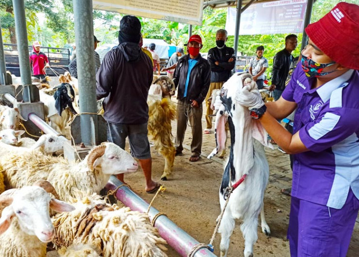 Tegas, Tim Pengawas Larang Hewan Tak Layak dan Tanpa Dokumen Masuk Temanggung