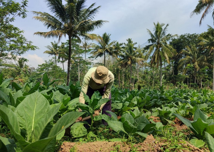 DPRD Temanggung Tolak Aturan Turunan PP 28/2024, Nilai Ancam Nasib Petani Tembakau Nasional