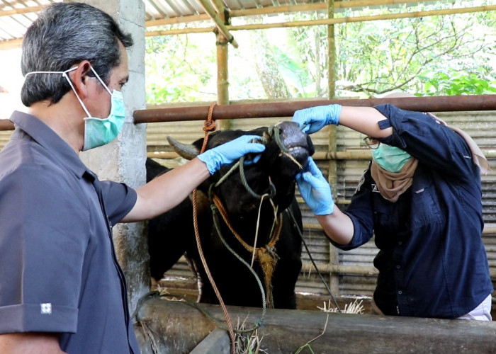Antisipasi Idul Adha, DKPPP Temanggung Periksa Kesehatan Hewan Kurban dan Beri Obat Cacing