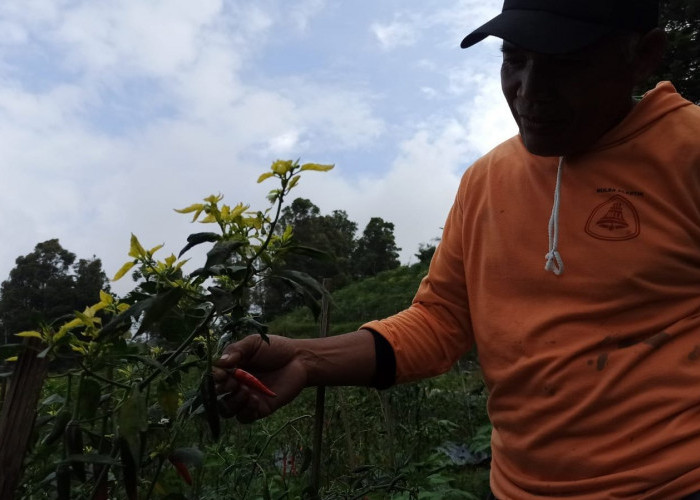 Harga Cabai Temanggung Melonjak, Petani Senyum Lebar, Tapi Puncak Panen Masih Jauh