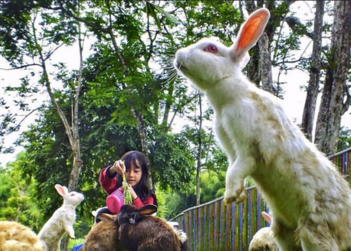 Serulingmas Zoo Banjarnegara, Rekomendasi Wisata Keluarga Penuh Keseruan Untuk Menghabiskan Libur Nataru 2023!