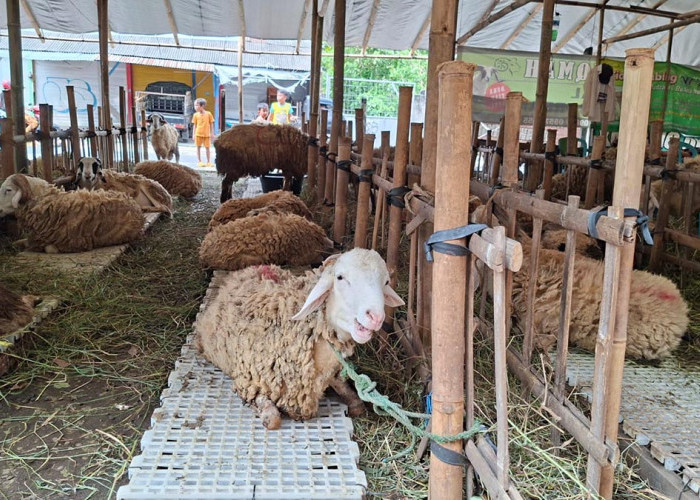 Warga Kota Magelang Cukup Duduk Manis, Daging Kurban Kini Diantar Langsung ke Rumah