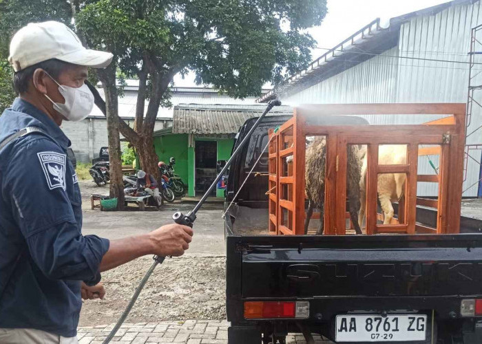 Wabah Penyakit Mulut dan Kuku di Kabupaten Temanggung: 73 Kasus pada Sapi Tersebar di 11 Kecamatan