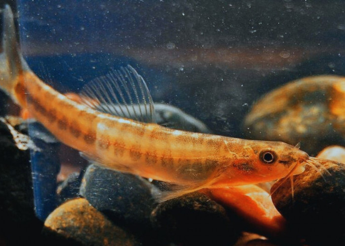Mengenal Ikan Uceng Temanggung yang Lebih Gurih Dibanding Ikan Uceng Daerah Lain