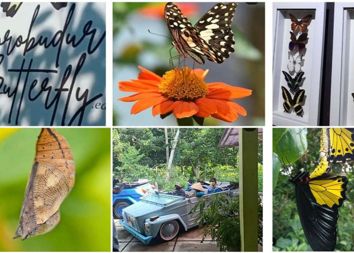 Yuk Belajar tentang Kupu-kupu di Borobudur Butterfly Edu Destinasi Wisata Edukasi dan Menyenangkan di Magelang