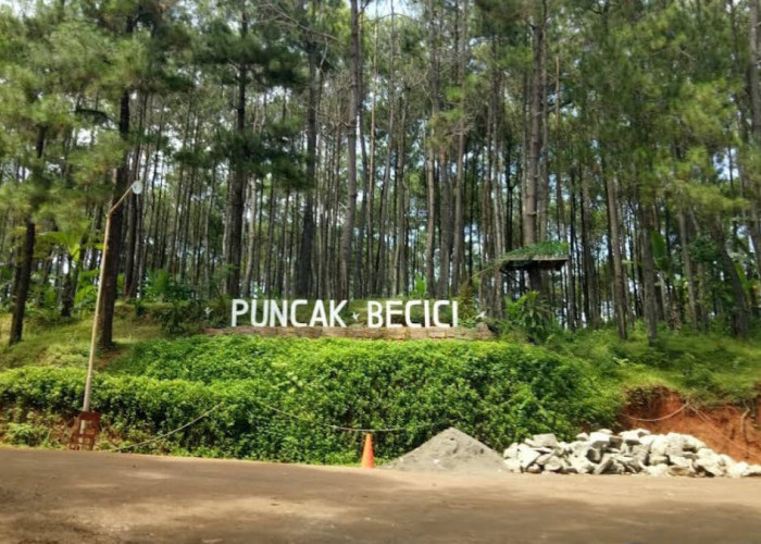 Menikmati Keindahan Yogyakarta dan Hamparan Pohon Pinus di Puncak Becici