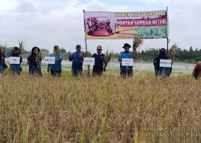 Harga Gabah Kering di Riau Mulai Naik, Petani Harapkan Penyerapan oleh Bulog