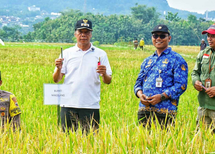 Pemkab Magelang Upayakan Pengendalian Hama Tikus di Desa Banyuwangi Bandongan